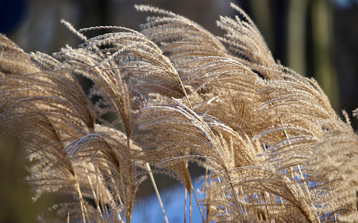 Dry reed grass from Chrome web store to be run with OffiDocs Chromium online Dry reed grass from Chrome web store to be run with OffiDocs Chromium online