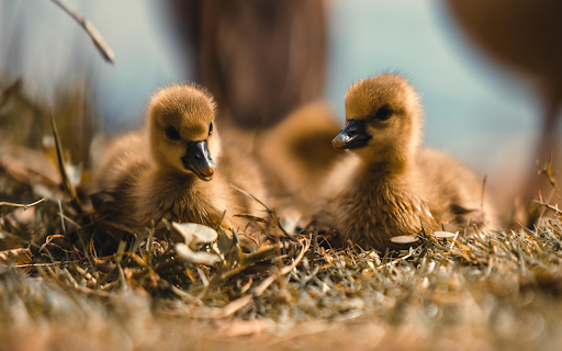 Ducklings from Chrome web store to be run with OffiDocs Chromium online Ducklings from Chrome web store to be run with OffiDocs Chromium online