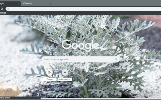 Dusty Miller from Chrome web store to be run with OffiDocs Chromium online Dusty Miller from Chrome web store to be run with OffiDocs Chromium online