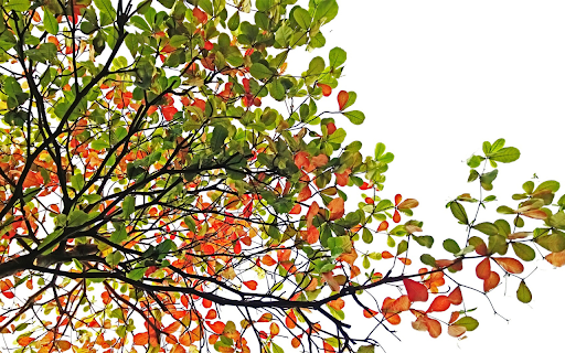 Eagletree from Chrome web store to be run with OffiDocs Chromium online Eagletree from Chrome web store to be run with OffiDocs Chromium online