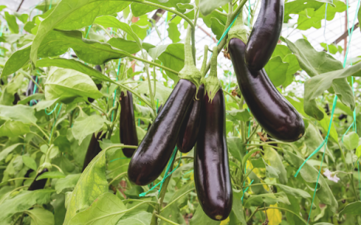 Eggplant Tree from Chrome web store to be run with OffiDocs Chromium online Eggplant Tree from Chrome web store to be run with OffiDocs Chromium online