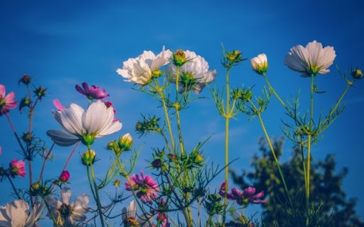Elegant Cosmos Against Azure from Chrome web store to be run with OffiDocs Chromium online Elegant Cosmos Against Azure from Chrome web store to be run with OffiDocs Chromium online