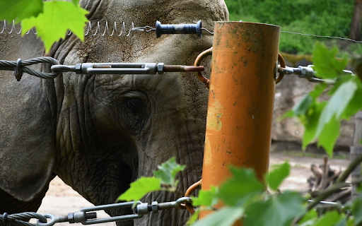 Elephant and fence from Chrome web store to be run with OffiDocs Chromium online Elephant and fence from Chrome web store to be run with OffiDocs Chromium online