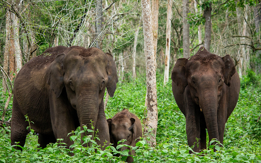 Elephant family in the forest from Chrome web store to be run with OffiDocs Chromium online Elephant family in the forest from Chrome web store to be run with OffiDocs Chromium online