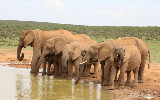 Elephants drink water from Chrome web store to be run with OffiDocs Chromium online Elephants drink water from Chrome web store to be run with OffiDocs Chromium online