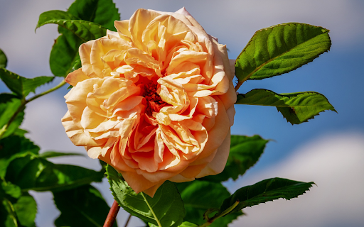 Fading yellow roses from Chrome web store to be run with OffiDocs Chromium online Fading yellow roses from Chrome web store to be run with OffiDocs Chromium online