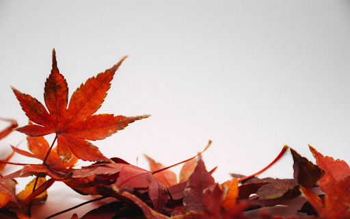Falling red leaves from Chrome web store to be run with OffiDocs Chromium online Falling red leaves from Chrome web store to be run with OffiDocs Chromium online