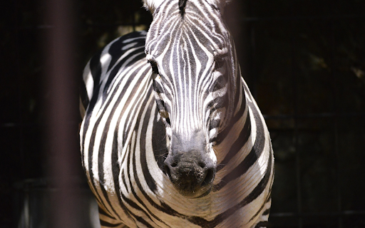 Fat Zebra from Chrome web store to be run with OffiDocs Chromium online Fat Zebra from Chrome web store to be run with OffiDocs Chromium online