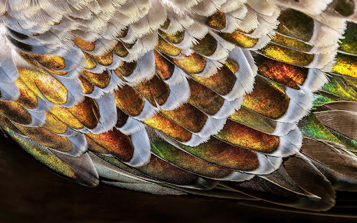 Feather fabric from Chrome web store to be run with OffiDocs Chromium online Feather fabric from Chrome web store to be run with OffiDocs Chromium online