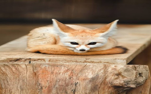 Fennec fox wallpaper from Chrome web store to be run with OffiDocs Chromium online Fennec fox wallpaper from Chrome web store to be run with OffiDocs Chromium online