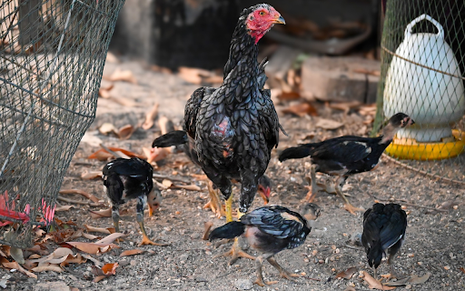 Fighting Chickens from Chrome web store to be run with OffiDocs Chromium online Fighting Chickens from Chrome web store to be run with OffiDocs Chromium online