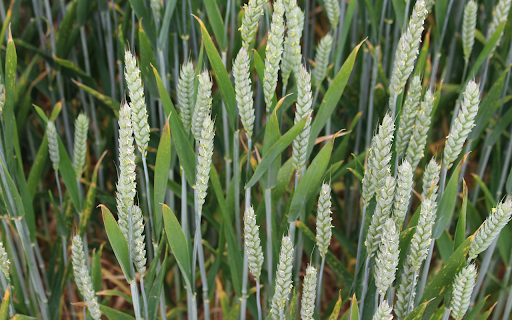 Finger grass flowers from Chrome web store to be run with OffiDocs Chromium online Finger grass flowers from Chrome web store to be run with OffiDocs Chromium online