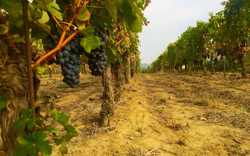 First grapes of the season from Chrome web store to be run with OffiDocs Chromium online First grapes of the season from Chrome web store to be run with OffiDocs Chromium online