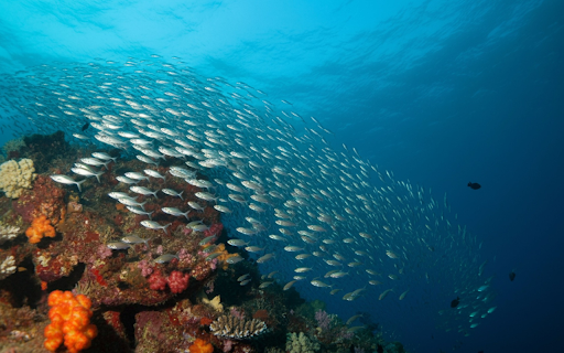 Fish swim in schools from Chrome web store to be run with OffiDocs Chromium online Fish swim in schools from Chrome web store to be run with OffiDocs Chromium online