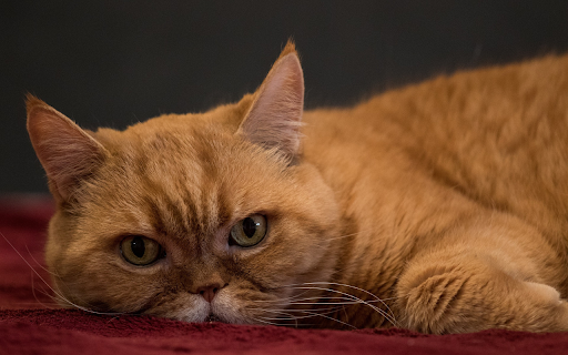 Flat nosed cat from Chrome web store to be run with OffiDocs Chromium online Flat nosed cat from Chrome web store to be run with OffiDocs Chromium online