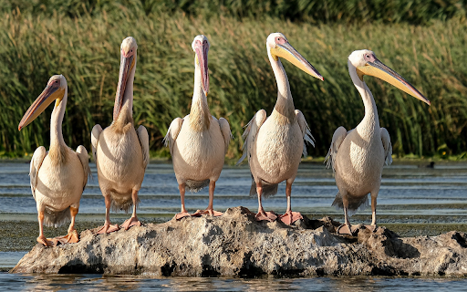Flock of pelicans from Chrome web store to be run with OffiDocs Chromium online Flock of pelicans from Chrome web store to be run with OffiDocs Chromium online