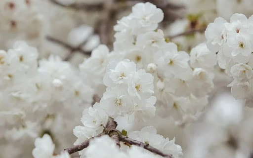 FLOWER 1 Theme from Chrome web store to be run with OffiDocs Chromium online FLOWER 1 Theme from Chrome web store to be run with OffiDocs Chromium online
