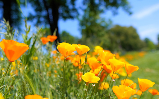 flower bed on the side of the road from Chrome web store to be run with OffiDocs Chromium online flower bed on the side of the road from Chrome web store to be run with OffiDocs Chromium online
