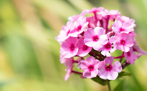 Flower branches are round from Chrome web store to be run with OffiDocs Chromium online Flower branches are round from Chrome web store to be run with OffiDocs Chromium online