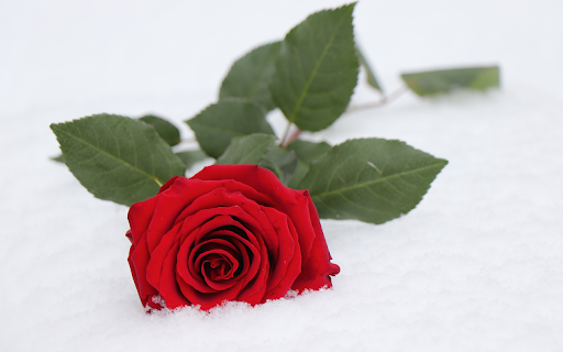 Flower buried in snow from Chrome web store to be run with OffiDocs Chromium online Flower buried in snow from Chrome web store to be run with OffiDocs Chromium online