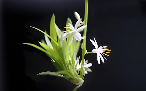Flower climbing from Chrome web store to be run with OffiDocs Chromium online Flower climbing from Chrome web store to be run with OffiDocs Chromium online