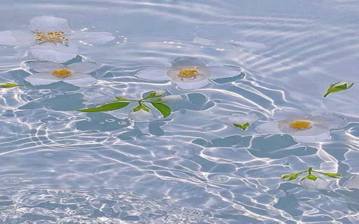 flower floating on water wallpaper from Chrome web store to be run with OffiDocs Chromium online flower floating on water wallpaper from Chrome web store to be run with OffiDocs Chromium online