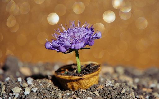 Flowering tree without leaves from Chrome web store to be run with OffiDocs Chromium online Flowering tree without leaves from Chrome web store to be run with OffiDocs Chromium online