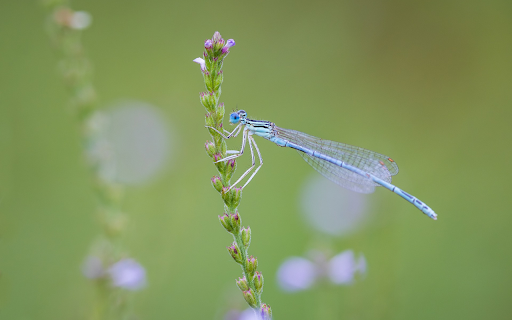 Flowers and dragonflies from Chrome web store to be run with OffiDocs Chromium online Flowers and dragonflies from Chrome web store to be run with OffiDocs Chromium online