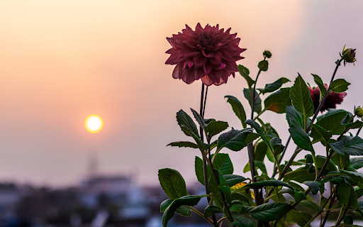 Flowers and sunset from Chrome web store to be run with OffiDocs Chromium online Flowers and sunset from Chrome web store to be run with OffiDocs Chromium online