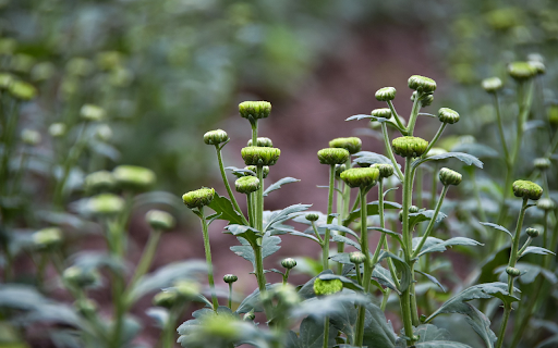 Flowers are about to bloom from Chrome web store to be run with OffiDocs Chromium online Flowers are about to bloom from Chrome web store to be run with OffiDocs Chromium online