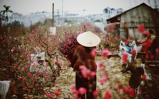 Flowers bloom in spring from Chrome web store to be run with OffiDocs Chromium online Flowers bloom in spring from Chrome web store to be run with OffiDocs Chromium online