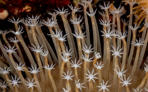 Flower shaped coral from Chrome web store to be run with OffiDocs Chromium online Flower shaped coral from Chrome web store to be run with OffiDocs Chromium online