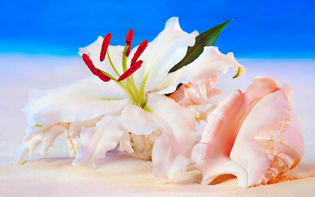 Flower Shell Shore Sunny from Chrome web store to be run with OffiDocs Chromium online Flower Shell Shore Sunny from Chrome web store to be run with OffiDocs Chromium online