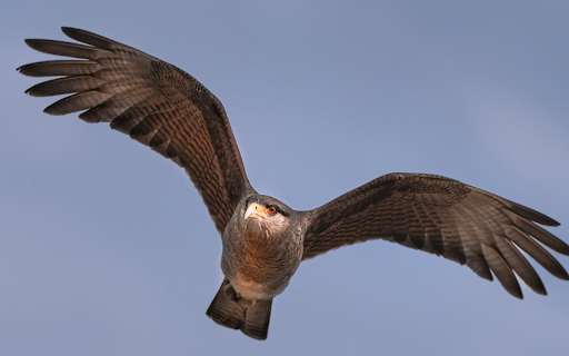 Flying eagle from Chrome web store to be run with OffiDocs Chromium online Flying eagle from Chrome web store to be run with OffiDocs Chromium online