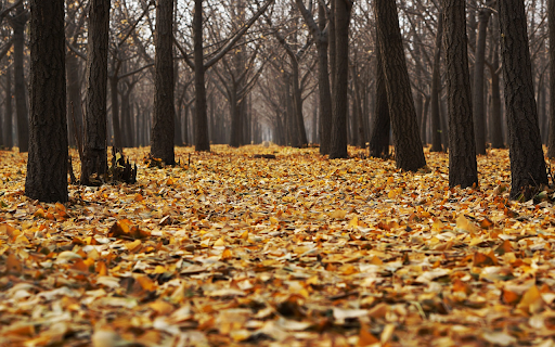 Forest of fallen leaves from Chrome web store to be run with OffiDocs Chromium online Forest of fallen leaves from Chrome web store to be run with OffiDocs Chromium online