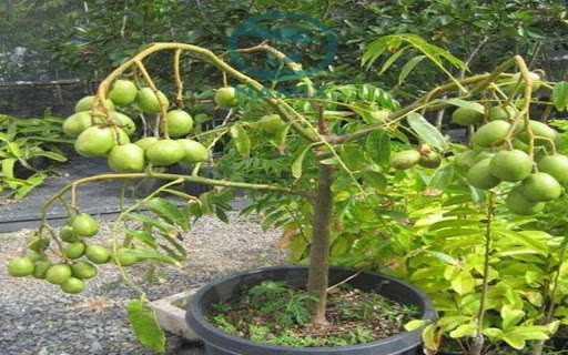 forest tamarind tree wallpaper from Chrome web store to be run with OffiDocs Chromium online forest tamarind tree wallpaper from Chrome web store to be run with OffiDocs Chromium online