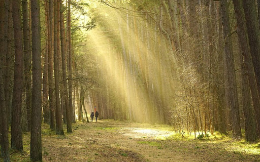 FOREST TREES Theme from Chrome web store to be run with OffiDocs Chromium online FOREST TREES Theme from Chrome web store to be run with OffiDocs Chromium online