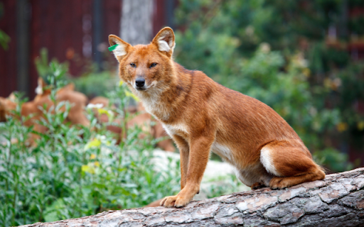 Fox in the Forest from Chrome web store to be run with OffiDocs Chromium online Fox in the Forest from Chrome web store to be run with OffiDocs Chromium online