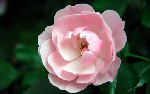 Fragile Rose Petals from Chrome web store to be run with OffiDocs Chromium online Fragile Rose Petals from Chrome web store to be run with OffiDocs Chromium online