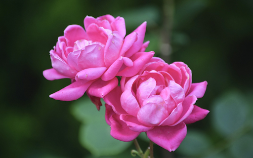 Fragrant rose branches from Chrome web store to be run with OffiDocs Chromium online Fragrant rose branches from Chrome web store to be run with OffiDocs Chromium online
