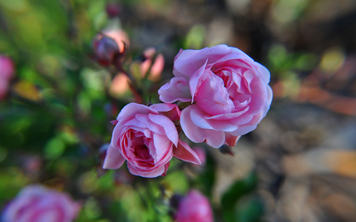 Fragrant rose buds from Chrome web store to be run with OffiDocs Chromium online Fragrant rose buds from Chrome web store to be run with OffiDocs Chromium online