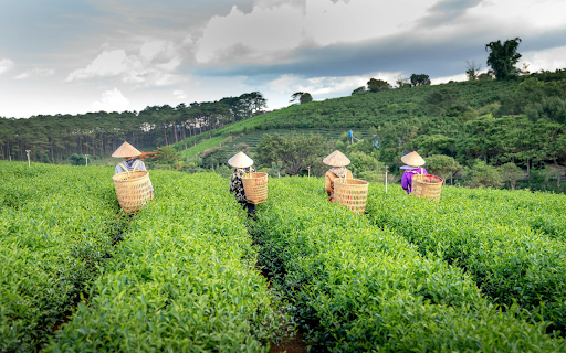 Fresh green tea hills from Chrome web store to be run with OffiDocs Chromium online Fresh green tea hills from Chrome web store to be run with OffiDocs Chromium online