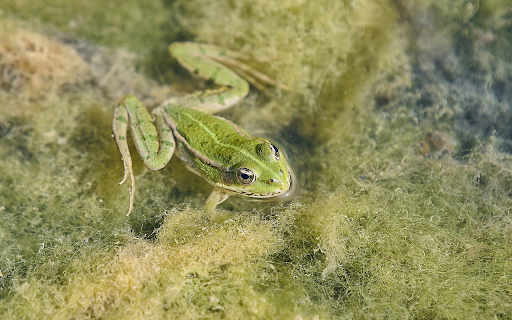 Frog in the moss from Chrome web store to be run with OffiDocs Chromium online Frog in the moss from Chrome web store to be run with OffiDocs Chromium online