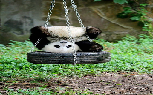Funny panda wallpapers from Chrome web store to be run with OffiDocs Chromium online Funny panda wallpapers from Chrome web store to be run with OffiDocs Chromium online