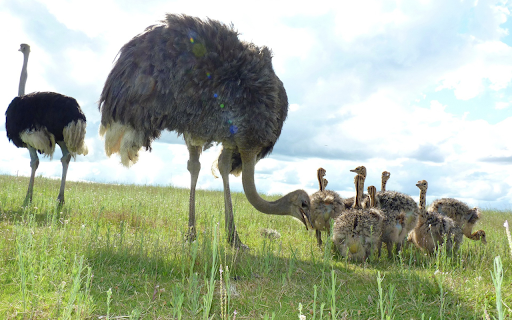 Giant ostriches from Chrome web store to be run with OffiDocs Chromium online Giant ostriches from Chrome web store to be run with OffiDocs Chromium online
