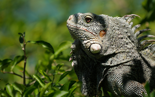 Giant Salamander from Chrome web store to be run with OffiDocs Chromium online Giant Salamander from Chrome web store to be run with OffiDocs Chromium online