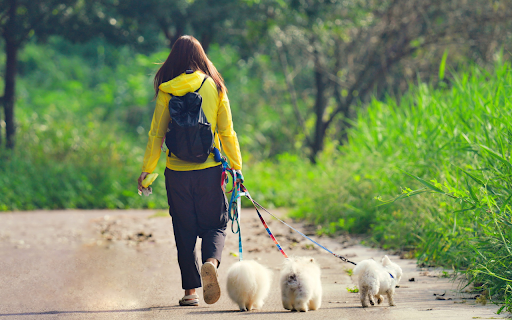 girl and white dogs from Chrome web store to be run with OffiDocs Chromium online girl and white dogs from Chrome web store to be run with OffiDocs Chromium online