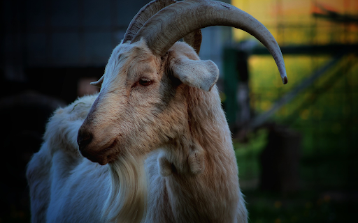 Goat and long beard from Chrome web store to be run with OffiDocs Chromium online Goat and long beard from Chrome web store to be run with OffiDocs Chromium online