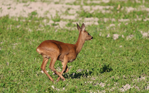 Golden Deer on Grass Field from Chrome web store to be run with OffiDocs Chromium online Golden Deer on Grass Field from Chrome web store to be run with OffiDocs Chromium online