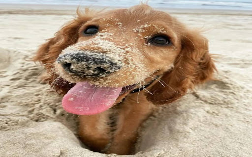 Golden dog wallpaper on the sandy beach from Chrome web store to be run with OffiDocs Chromium online Golden dog wallpaper on the sandy beach from Chrome web store to be run with OffiDocs Chromium online